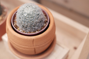Mammillaria cactus in the pot 