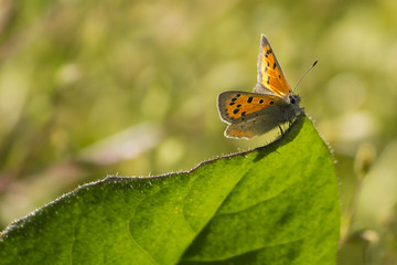 farfalla primo piano