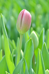 Tulips in spring
