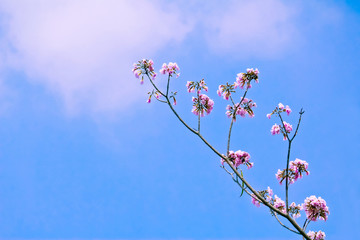 Closed Up of Pink Trumpet Blossom