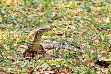 A Small Water Monitor Lying On Green Grass