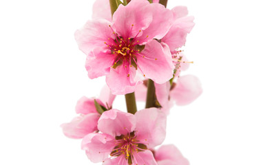 Naklejka na ściany i meble pink peach blossom isolated