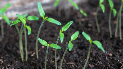 Tomato sprouts