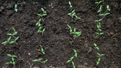 Small sprouts in soil. Top view