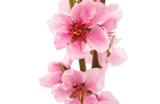 pink peach blossom isolated