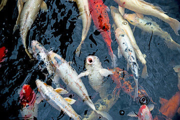 koi carps close up