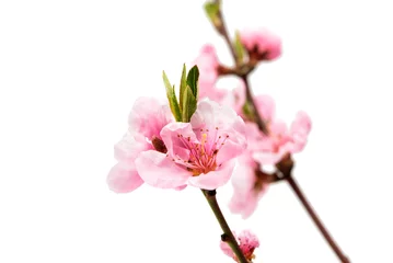 Crédence de cuisine en verre imprimé Fleur de cerisier fleur de pêcher rose isolée
