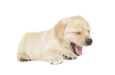 funny labrador puppy on a white background