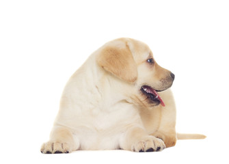 Obraz premium funny labrador puppy looking at the white background