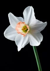 Velvet curtains Narcissus daffodil isolated on black