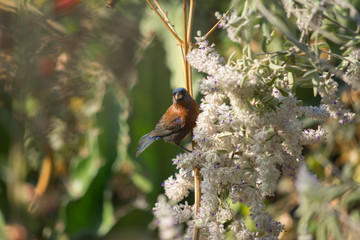 El pájaro agarrado del bambú come las flores.