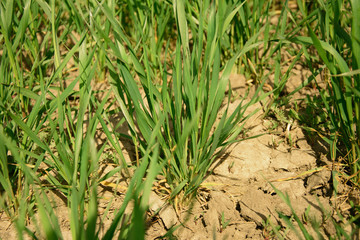 Barley shoots