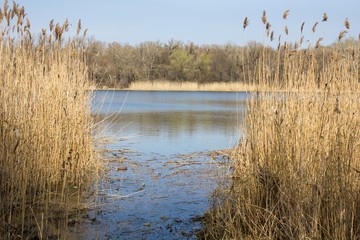  river with high dry grass