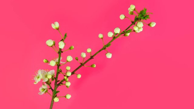 Timelapse cherry branch with opening flowers on pink background. 4k UltraHD 2160p.