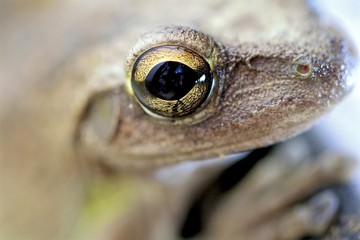 Obraz premium Cute little Goldeneye tree frog macro of the face