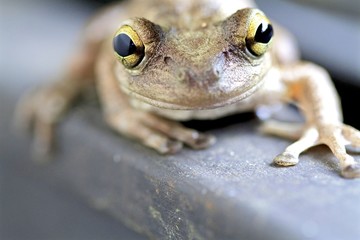 Cute little Goldeneye tree frog macro