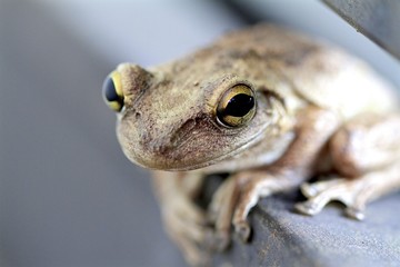 Cute little Goldeneye tree frog macro