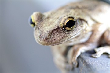 Cute little Goldeneye tree frog macro
