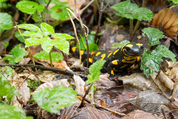 Feuersalamander am Waldboden