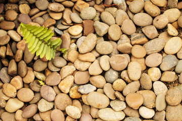 Ferns, pebbles texture or background.
