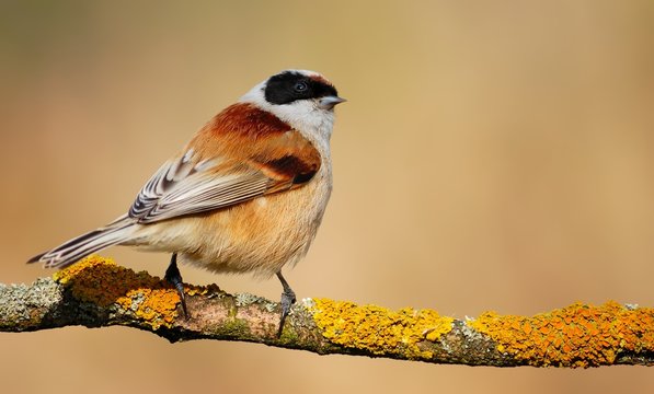 Eurasian Penduline-Tit (Remiz pendulinus) on the branch