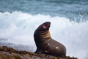 Roar of Male sea lion seal