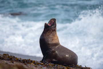 Roar of Male sea lion seal