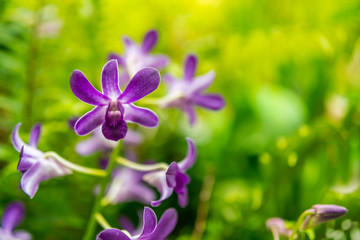Orchids ; Purple orchid flower with green in background - copy space
