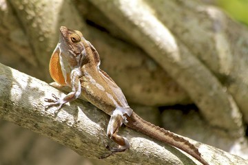 skin peeling Lizard sunbathing on a tree branch displaying flap