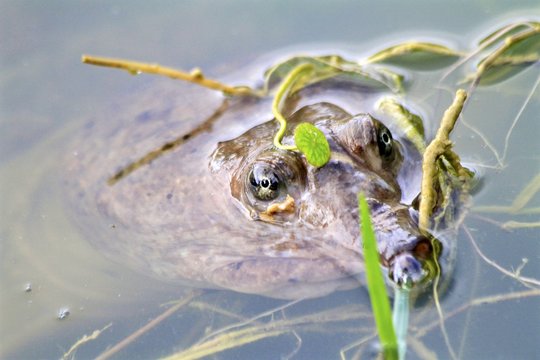 Macro of a Florida softshell Turtle peeking out from the water