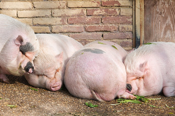Pigs sleeping