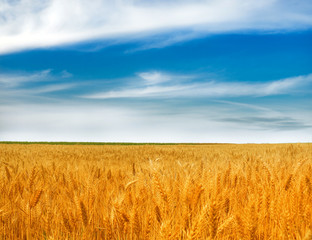 Obraz premium Wheat field against a blue sky