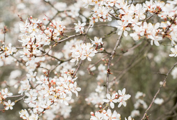 blooming tree