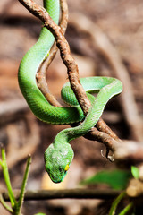 Asian pit viper, Green pit viper, Trimeresurus albolabris