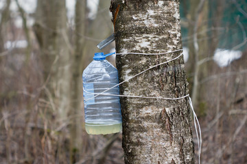 harvesting birch SAP
