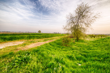 dirt road crossing fields
