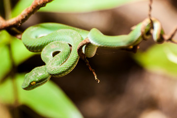 Asian pit viper, Green pit viper, Trimeresurus albolabris