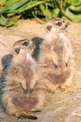 Two Meerkat (suricate) standing