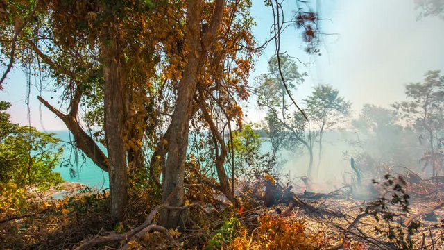phuket island fire burning tree panorama 4k time lapse thailand
