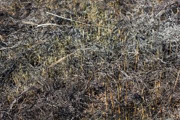 Fototapeta na wymiar Scorched grass meadow
