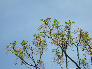 branch of a blossoming tree