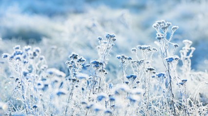 Frozen plants in winter with the hoar-frost