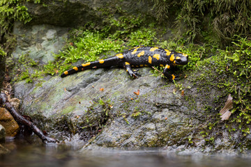Feuersalamander am Bach