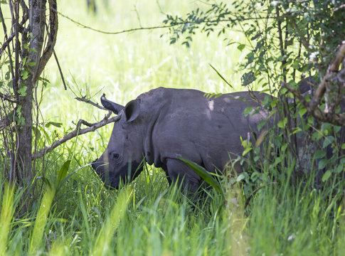 Small rhinoceros at Ziwa Rhino Sanctuary in Uganda, Africa 