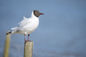 Portrait of Mediterranean Gull Icthyaetus Melanocephalus