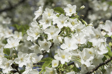Obraz premium 芦花公園の次郎桜