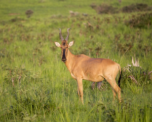 Lichtenstein's Hartebeest in the Murchison Falls National Park in Uganda, Africa