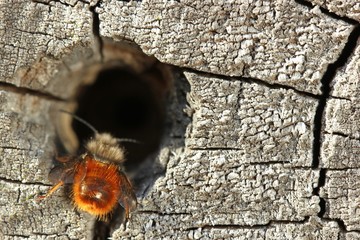Männliche Gehörnte Mauerbiene (Osmia cornuta) wartet im Insektenhotel auf ein Weibchen 