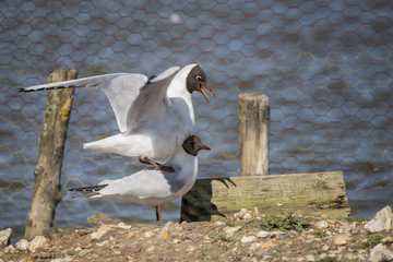 Fototapeta premium Portrait of Mediterranean Gull Icthyaetus Melanocephalus