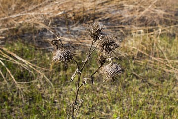 Scorched grass meadow